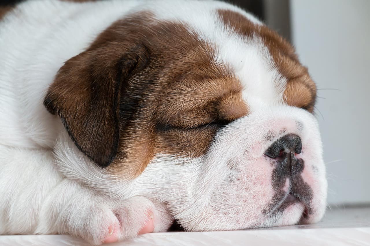 The Incredible Allure of Bulldog Puppies